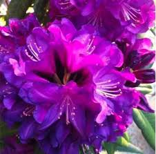 Purple Azalea Flower seeds for Planting Compact Growth Heirloom & GMO Free Seeds for Home Garden