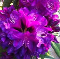 Purple Azalea Flower seeds for Planting Compact Growth Heirloom & GMO Free Seeds for Home Garden