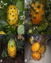 Kiwano Vegetable Seeds for Easy Planting