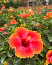 Hibiscus Flower seeds for Planting Premium Quality Heirloom & GMO Free Seeds for Home Garden