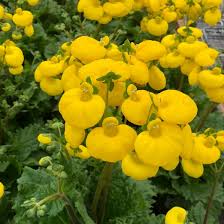 Calceolaria Flower seeds for Planting - Perfect for Borders, Heirloom & GMO Free Seeds for Home Garden