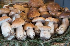 Brown Mushroom Seeds for Planting  Premium Vegetable Seeds