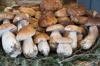 Brown Mushroom Seeds for Planting  Premium Vegetable Seeds