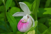 Lady's Slipper Flower seeds for Planting - Compact Growth, Heirloom & GMO Free Seeds for Home Garden