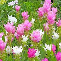 Rhizoma Curcuma Flower Seeds Planting