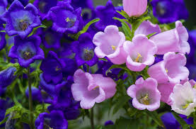 Bells Mix Flower Planting Seeds for Colorful Gardens