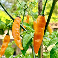 Aji Mango Chile Pepper Seeds for Planting