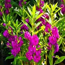 Violet Balsam Camellia Flower Seeds for Planting Drought Tolerant Heirloom & GMO Free Seeds for Home Garden
 
 Sale