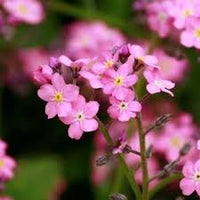 Pink Myosotis Flower Seeds for Planting  Charming Annual Blooms