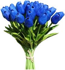 Tulip Blue Flower seeds for Planting - Hardy Variety, Heirloom & GMO Free Seeds for Home Garden