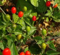 Chilitepin Flower seeds for Planting Garden Favorite Heirloom & GMO Free Seeds for Home Garden
