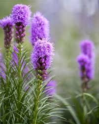 Prachtscharte Flower seeds for Planting Pollinator Friendly Heirloom & GMO Free Seeds for Home Garden 
 
 Sale