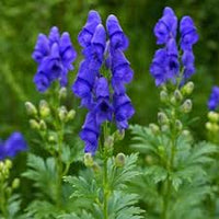 Blue Aconitum Flower seeds for Planting - Sun Loving, Heirloom & GMO Free Seeds for Home Garden