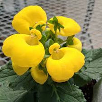 Light Yellow Calceolaria Flower seeds for Planting - Vibrant Colors, Heirloom & GMO Free Seeds for Home Garden