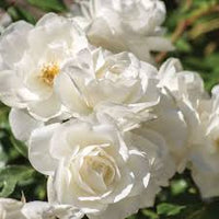 White Climbing Rose Flower seeds for Planting - Wildflower Mix, Heirloom & GMO Free Seeds for Home Garden