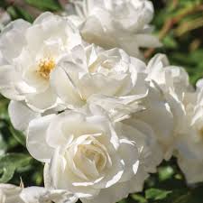 White Climbing Rose Flower seeds for Planting - Wildflower Mix, Heirloom & GMO Free Seeds for Home Garden