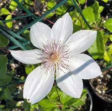 Brown White Clematis Flower seeds for Planting Wildflower Mix Heirloom & GMO Free Seeds for Home Garden