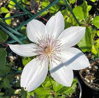 Brown White Clematis Flower seeds for Planting Wildflower Mix Heirloom & GMO Free Seeds for Home Garden