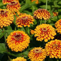 Zowie Flower seeds for Planting - Bright Blooms, Heirloom & GMO Free Seeds for Home Garden
