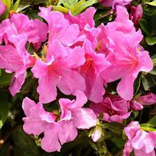 Light Pink Azalea Seeds for Delicate Planting