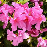 Light Pink Azalea Seeds for Delicate Planting