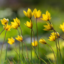 Tulipa Sylvestris Flower seeds for Planting - Long Bloom Season, Heirloom & GMO Free Seeds for Home Garden