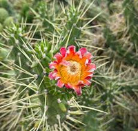 Green Austrocylindropuntia Flower seeds for Planting - Cottage Garden Essential, Heirloom & GMO Free Seeds for Home Garden