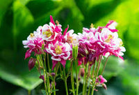 Winky Double Flower seeds for Planting Hardy Variety Heirloom & GMO Free Seeds for Home Garden