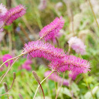 Pink Alaskan Burnet Flower seeds for Planting - Compact Growth, Heirloom & GMO Free Seeds for Home Garden