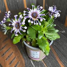 Shrubby Daisy Bush Flower seeds for Planting - Wildflower Mix, Heirloom & GMO Free Seeds for Home Garden