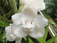Peristeria Flower seeds for Planting - Low Maintenance, Heirloom & GMO Free Seeds for Home Garden