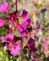 Purple Elegant Clarkia Seeds for Planting  Vibrant Annual Flower Blooms
