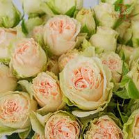 Pink Green Rose Flower Seeds for Planting Hardy Variety Heirloom & GMO Free Seeds for Home Garden
 
 Sale