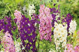 Oxtail Verbascum Flower seeds for Planting Premium Quality Heirloom & GMO Free Seeds for Home Garden