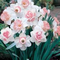 Pink White Narcissus Flower seeds for Planting - Cut Flower Favorite, Heirloom & GMO Free Seeds for Home Garden