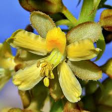 Caesalpinia Bonducella Flower seeds for Planting - Vibrant Colors, Heirloom & GMO Free Seeds for Home Garden