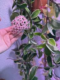 Purple Hoya Carnosa Flower Seeds for Planting Cottage Garden Essential Heirloom & GMO Free Seeds for Home Garden
 
 Sale