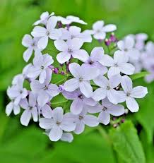 Lunaria Flower seeds for Planting - Sun Loving, Heirloom & GMO Free Seeds for Home Garden