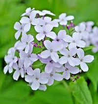 Lunaria Flower seeds for Planting - Sun Loving, Heirloom & GMO Free Seeds for Home Garden