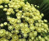 Santolina Etrusca Flower seeds for Planting Long Bloom Season Heirloom & GMO Free Seeds for Home Garden 
 
 Sale