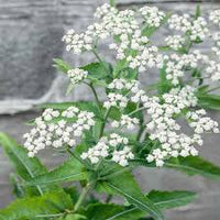 White Eupatorium Perfoliatum Flower seeds for Planting - Vibrant Colors, Heirloom & GMO Free Seeds for Home Garden