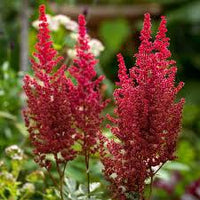 Red Astilbe Flower Seeds for Planting Perfect for Borders Heirloom & GMO Free Seeds for Home Garden
 
 Sale