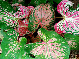 Light Pink Green Caladium Leaf Seeds for Planting Low Maintenance Heirloom & GMO Free Seeds for Home Garden
 
 Sale