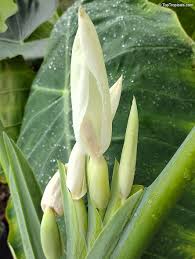 Colocasia Flower seeds for Planting Low Maintenance Heirloom & GMO Free Seeds for Home Garden