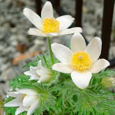 Pasque Flower seeds for Planting Pollinator Friendly Heirloom & GMO Free Seeds for Home Garden