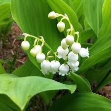 Lily of The Valley Seeds for Planting  Perennial Flower Seeds for Your Garden