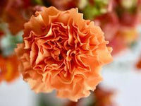 Orange Carnation Flower Seeds for Planting – Compact Growth Heirloom & GMO Free Seeds for Home Garden
 
 Sale