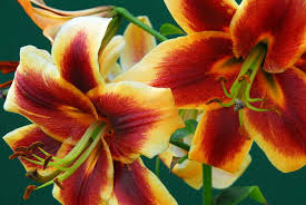 Yellow Brown Lilium Flower Seeds for Planting Shade Tolerant Heirloom & GMO Free Seeds for Home Garden  Sale