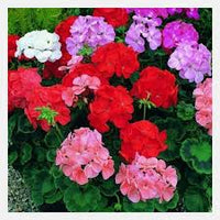 Mixed Color Perennial Flower Seeds for Planting Cut Flower Favorite Heirloom & GMO Free Seeds for Home Garden
 
 Sale