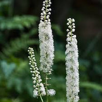 Cimicifuga Flower seeds for Planting Pollinator Friendly Heirloom & GMO Free Seeds for Home Garden
